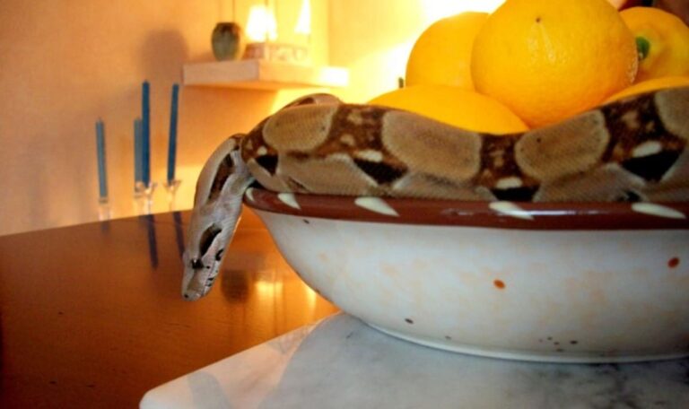 Reptil-Alarm in NÖ: Schlange versteckte sich hinter Küchenkasten