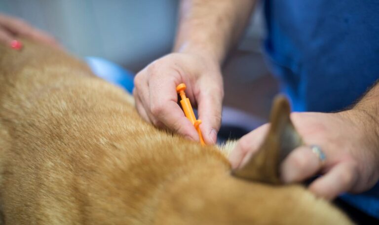 Kostenlose Registrierung von Hunden – Stadt Wien verlängert Aktion