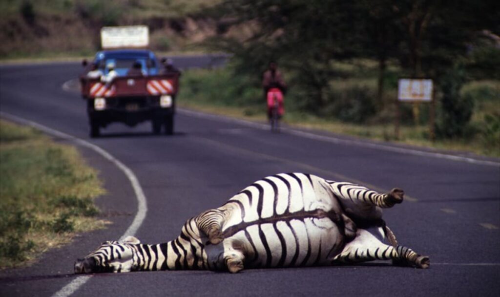 Safari-Jet trifft Zebra: Wildtier-Crash zwingt Pilot zur Notlandung