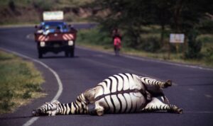 Safari-Jet trifft Zebra: Wildtier-Crash zwingt Pilot zur Notlandung