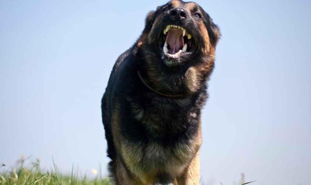 Abendspaziergang endet im OP: Hund fällt Zweifach-Mutter von hinten an