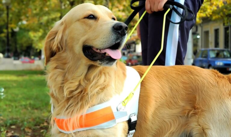 Assistenzhund durfte nicht ins Taxi: Gericht verhängt Hammer-Strafe