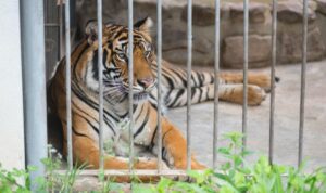 Tigerjunges bei Fotoshooting an Leine gezerrt – Anzeige wegen Tierquälerei