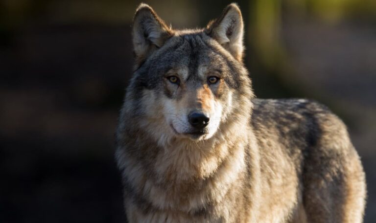 Neue Details nach Wolfsattacke: Mädchen (8) nahm an Tierpflegertag teil