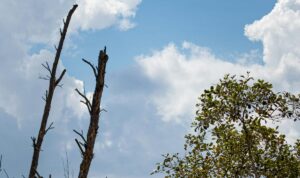 Der Balkan kämpft mit Hitze und Wassermangel – auch Österreich bleibt nicht verschont