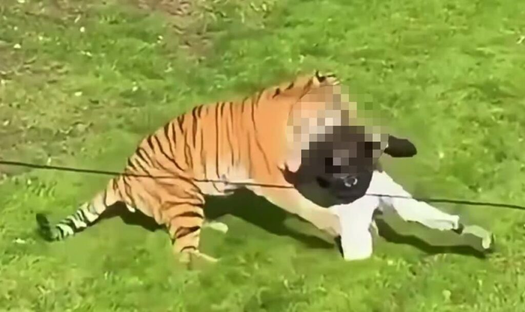 Besucher betritt Gehege: Tiger beisst Mann tot