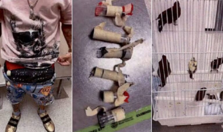 Auffällige Beule: Zoll entdeckt zehn Vögel in der Unterhose
